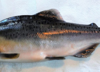 Anglers requested to be vigilant for presence of non-native species