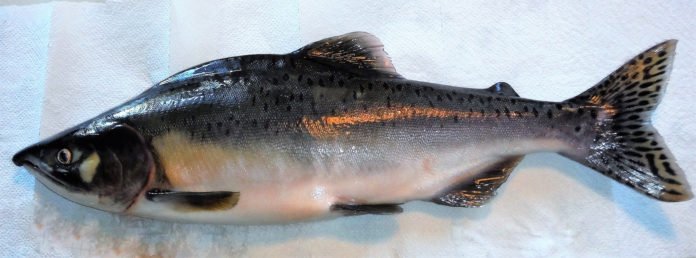 Pink salmon - Ola Ugedal@25-06-2019-17:19:46.jpg