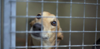 RTÉ Investigates – Greyhounds, Running for Their Lives