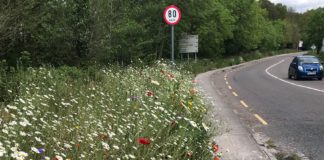 Rathcormac wild flower project enhancing roadside
