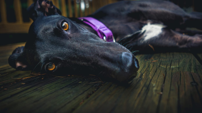 Greyhound Web Stock@30-07-2019-09:27:08.jpg