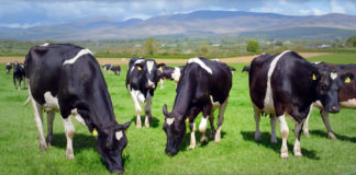 Dairygold launches Pastureland