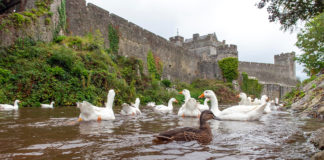 Cahir Castle geese