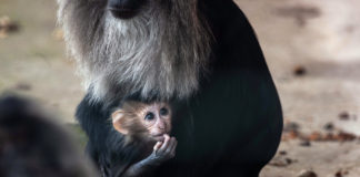 Fota announces the last two births of the decade at the Wildlife Park – two baby Lion-tailed macaques are unveiled to the public