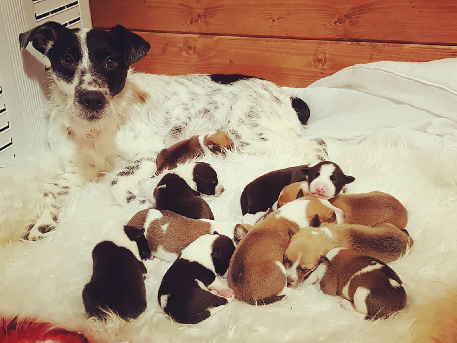 dogs trust help with neutering