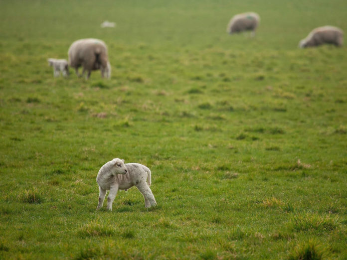 ISPCA warns dog owners to keep their pets under effective contro