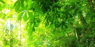 Popular Lismore walking trail set for upgrade works