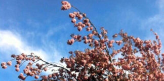 Cherry blossom in the air, for these horrible times