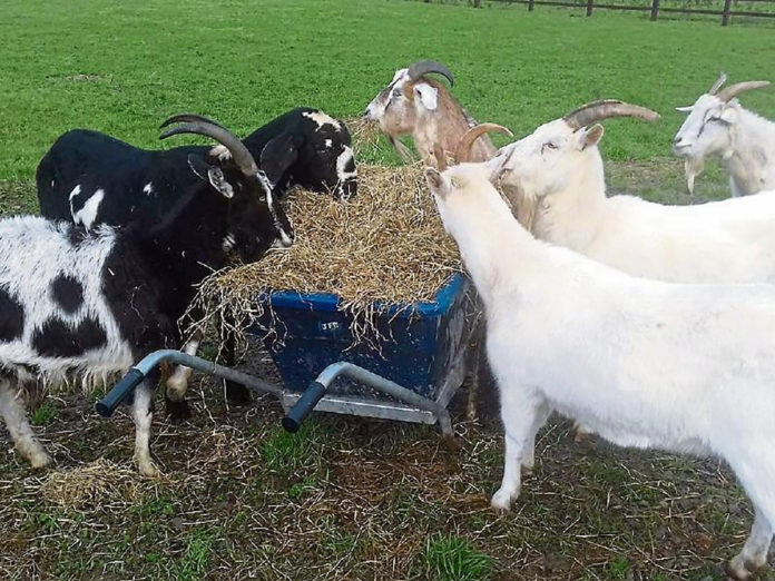 Limerick Animal Welfare-web@22-04-2020-09:44:53.jpg