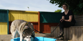Dogs Trust Ireland issues sunny lockdown warning for dogs!