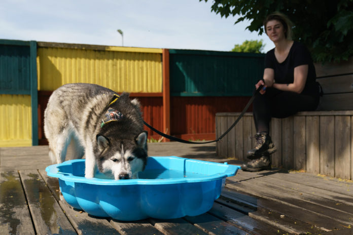 Dogs Trust Ireland 1