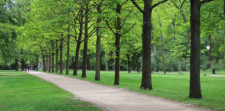 Grass cutting in public areas to start again, says Waterford Council