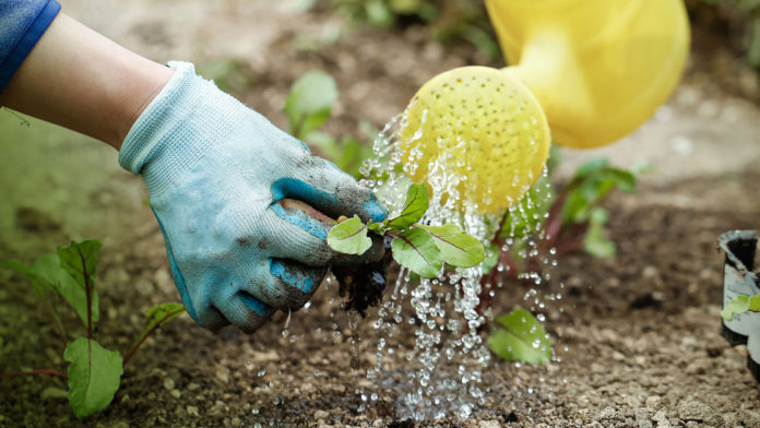 Water Can Gardening Web Stock