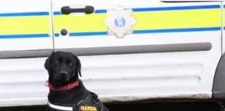 Heroin find by Buddy the Garda sniffer dog