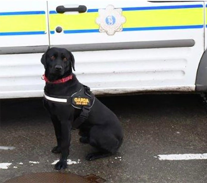Garda Buddy drug dog@18-06-2020-12:05:40.jpg