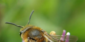 Beehive heist leaves keeper bee-fuddled