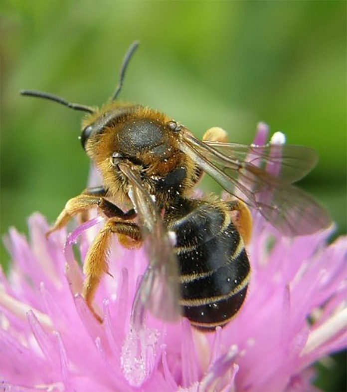 Native Irish Black Bees@03-06-2020-16:45:53.jpg