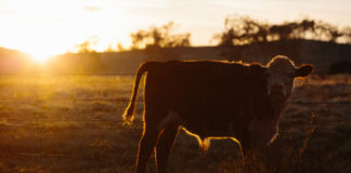 Challenging year ahead for farming as costs escalate – IFA