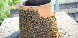 Re-homing bees – nothing new to Avondhu beekeeper