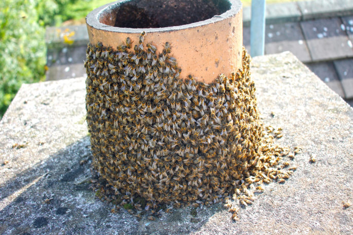 Carrignavar Chimney Bees - web@08-07-2020-14:07:16.jpg