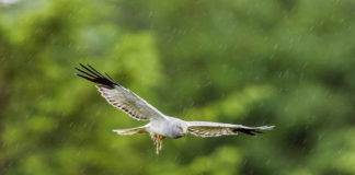 Protected areas alone are not enough to save Europe’s Hen Harriers and Short-eared Owls