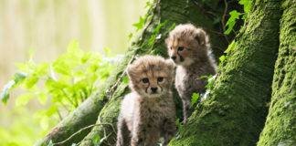 Public called on to name three endangered cheetah cubs