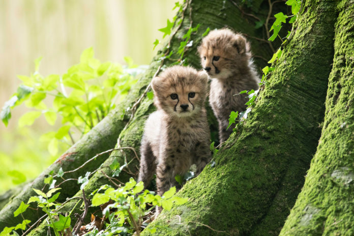 FOTA CHEETAH CUBS AUGUST 2020 1@11-08-2020-10:21:39.jpg