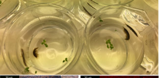 UCC scientists find a freshwater animal responsible as source of nanoplastics in our water