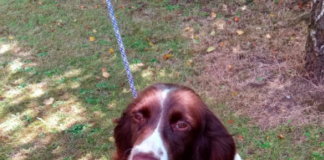 Was your missing dog 1 of 10 found in Limerick garda raid?