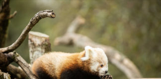 Twin Red Panda Babies announced at Fota Wildlife Park ahead of International Red Panda Day