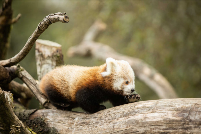BabyPanda205 (1)
