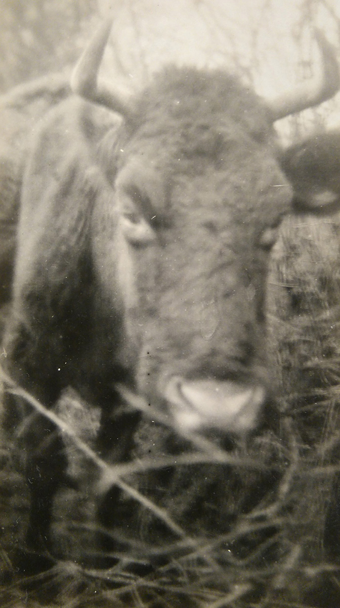Cow Duncummin 1929 T Hurley - web@06-10-2020-09:46:14.jpg