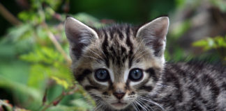 ISPCA launch free online Will Writing Service during My Legacy Awareness month