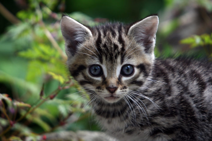 ISPCA rescued kitten. (Pic: ISPCA)