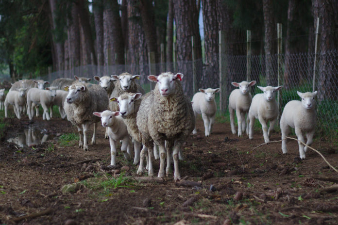 Lambs and Sheep web stock