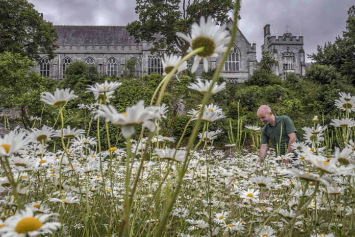 UCC's wild flower meadow earlier this year