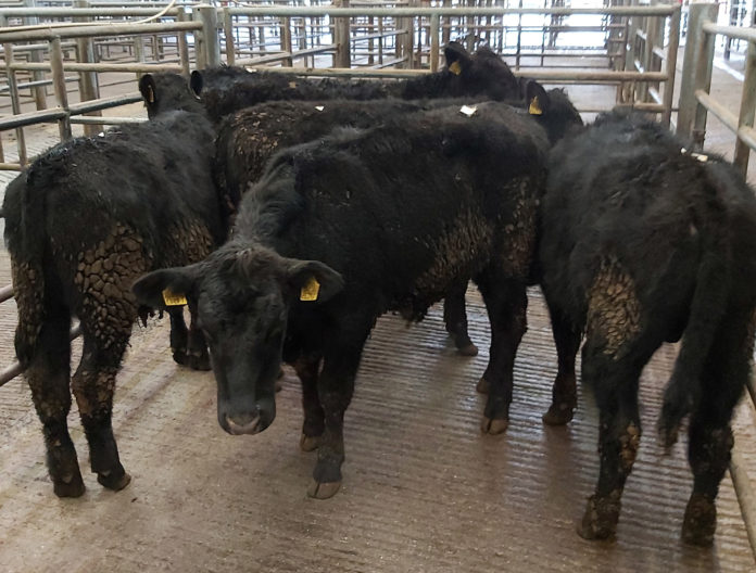 Cork Mart Fermoy AA Bullocks-web@27-01-2021-21:20:41.jpg