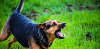 Dangerous dog crackdown following attacks in Ballindangan