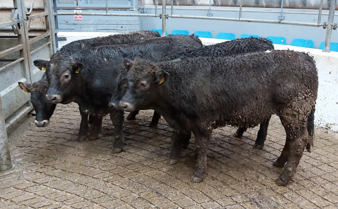 Aubrac bullocks weighing 298kgs made €720 at the mart this week.