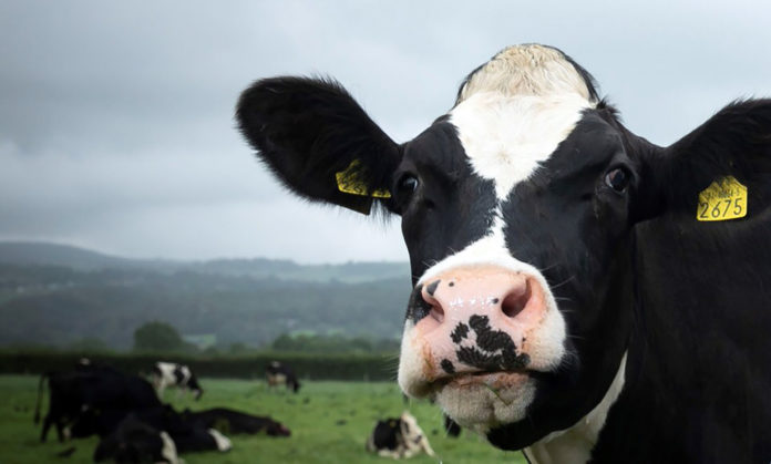 Dairy Cattle Web Stock@03-02-2021-19:37:53.jpg