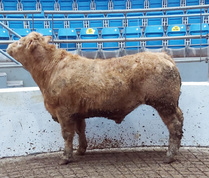 Fermoy Mart photo 1-web@10-02-2021-16:20:23.jpg