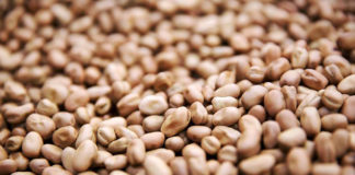 Dairygold sets 2021 bean contract price