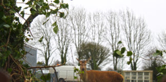 Deer makes an appearance at Ballylanders School
