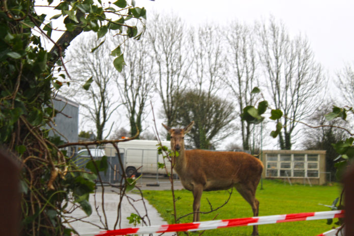 Ballylanders Deer - web@10-03-2021-18:56:05.jpg
