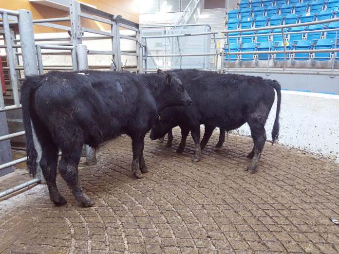 Corrin Mart 1 - aa@03-03-2021-13:31:00.jpg
