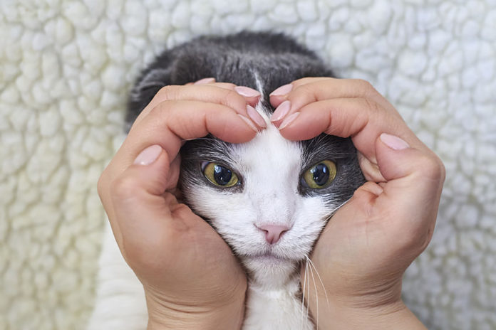 The woman's hand in the shape of a heart, owner holds her cute lop-eared cat on a light background.