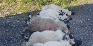 Dog owners urged to be responsible after 10 sheep killed over the weekend