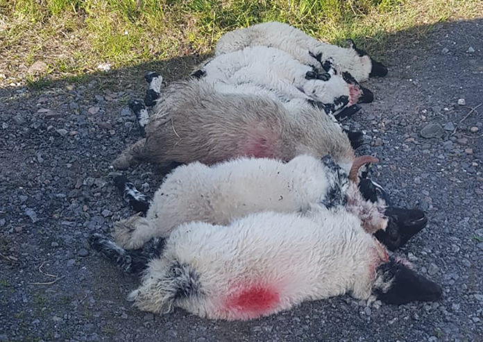 Sheep killed-web@16-06-2021-18:27:24.jpg