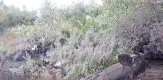 Cars ‘used to fortify banks’ of river