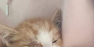 Inhumane dumping of kittens ‘would break your soul’